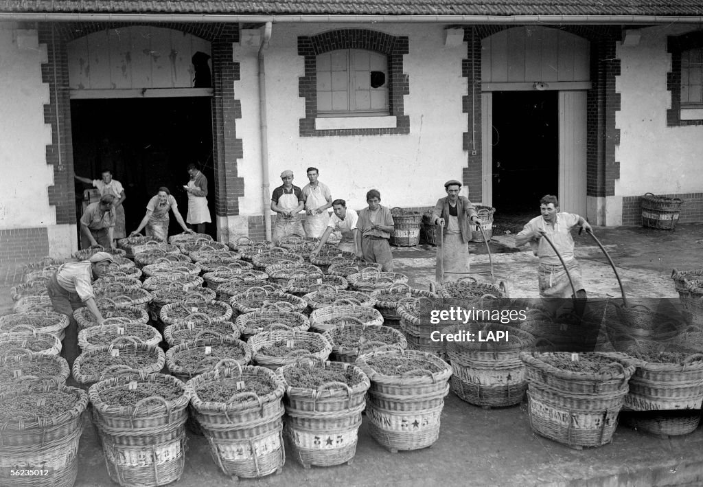 Harvest in Champagne (Moeet et Chandon). On 1941.