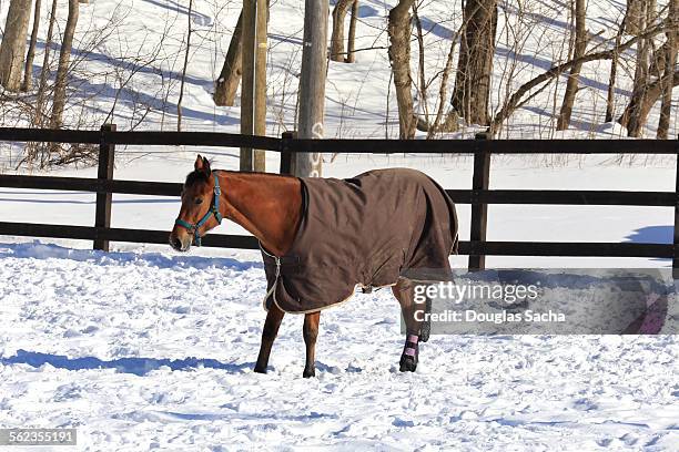 horse standing in snow wearing cold weather cover - horse blanket stockfoto's en -beelden