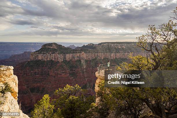 north rim, grand canyon - north rim stock pictures, royalty-free photos & images