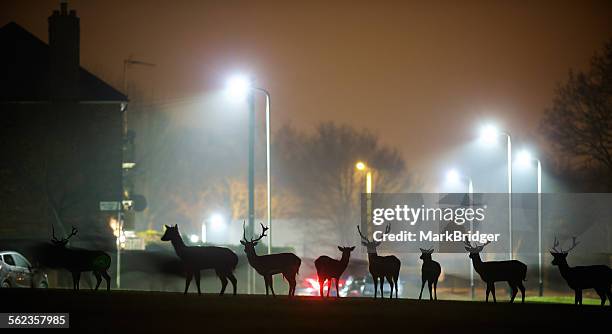 stag night - ciervo fotografías e imágenes de stock