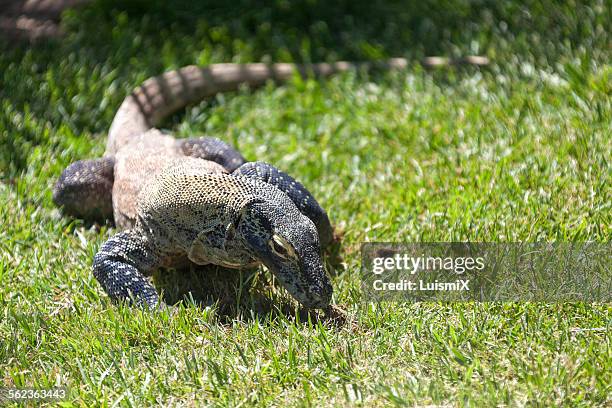 The Komodo Dragon, Foto de stock