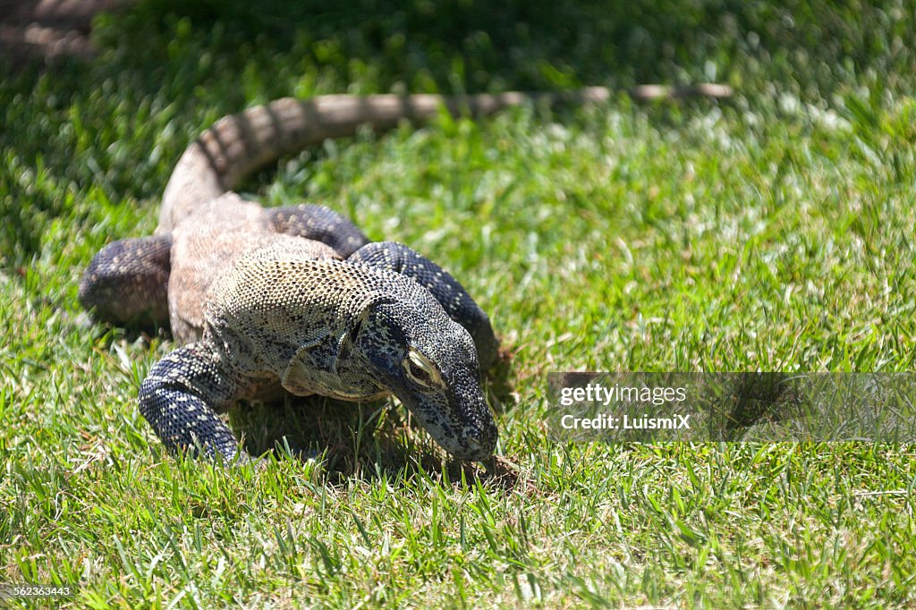 The Komodo Dragon