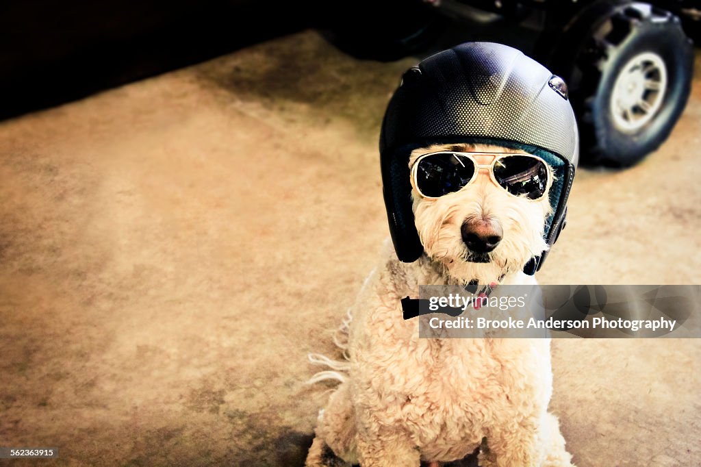 Goldendoodle Dog with Helmet and Sunglasses