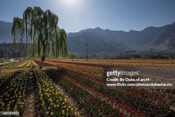 tulip garden, jammu and kashmir, india - srinagar stock pictures, royalty-free photos & images