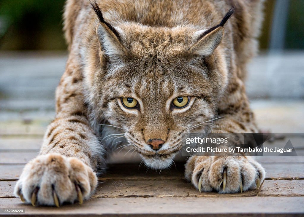 Stretching lynx