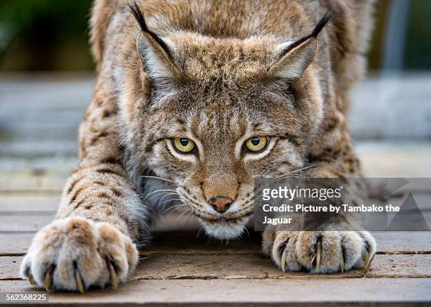 stretching lynx - lynx stock pictures, royalty-free photos & images
