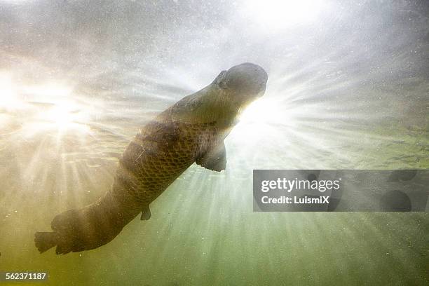 arapaima - arapaima stockfoto's en -beelden