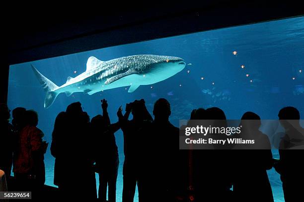 One of two Whale Sharks swim in Ocean Quest exhibit at the Georgia Aquarium November 19, 2005 in Atlanta, Goergia. The Georgia Aquarium, the world'd...