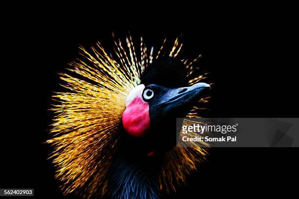 crowned crane - grulla coronada fotografías e imágenes de stock