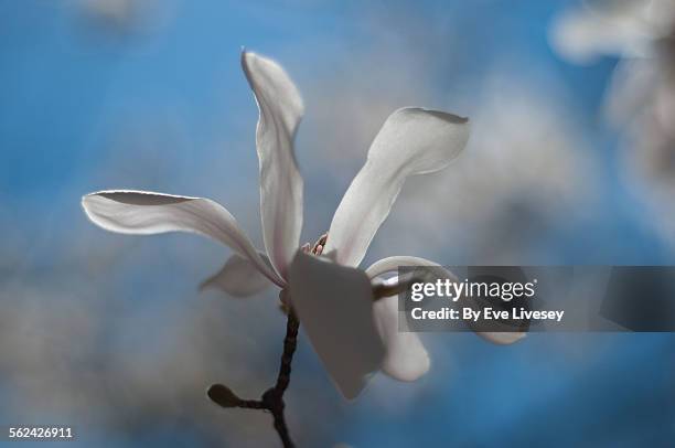 white & pink magnolia on a blue sky background - star magnolia trees stock pictures, royalty-free photos & images
