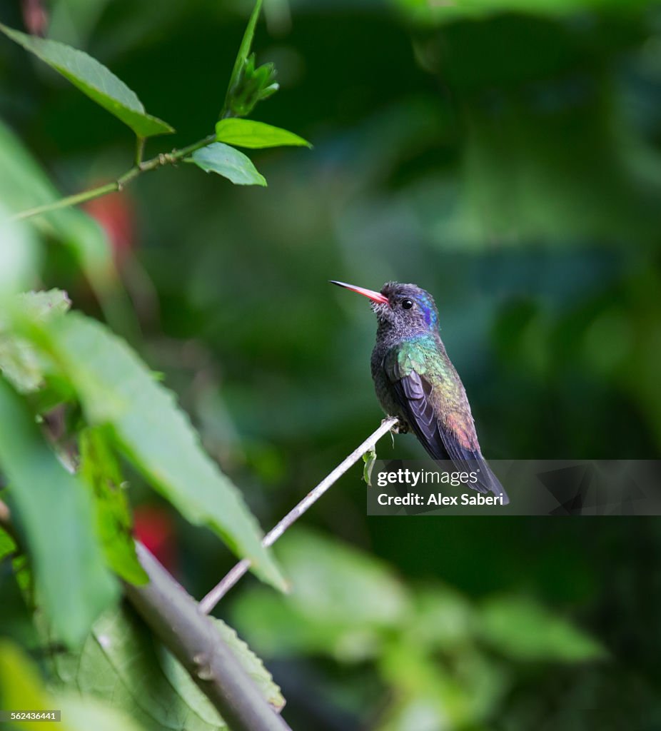 Itamambuca , Ubatuba , Sao Paulo , Brazil