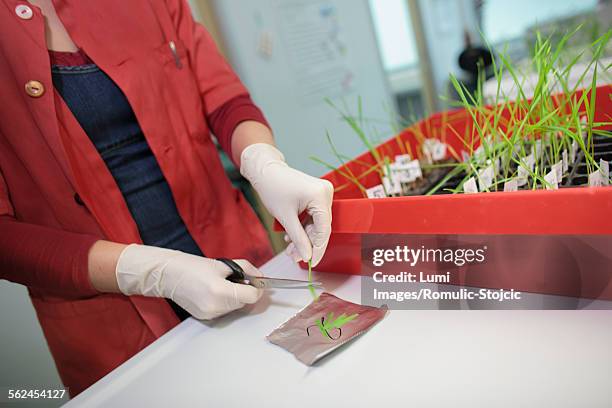 Dna Scissors Lab Dna Scissors Photos and Premium High Res Pictures - Getty Images