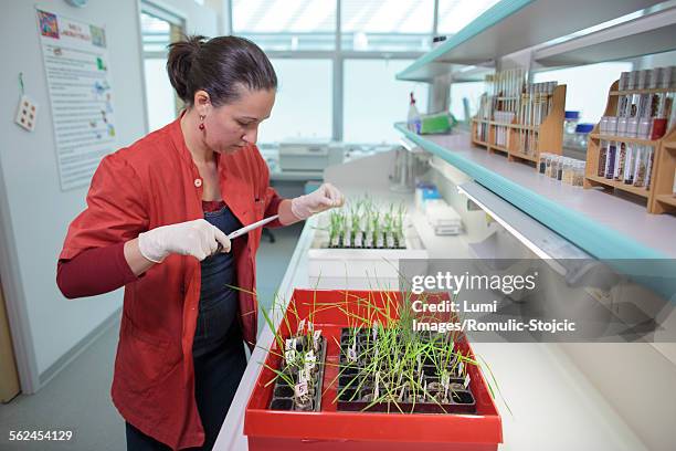 Dna Scissors Lab Dna Scissors Photos and Premium High Res Pictures - Getty Images