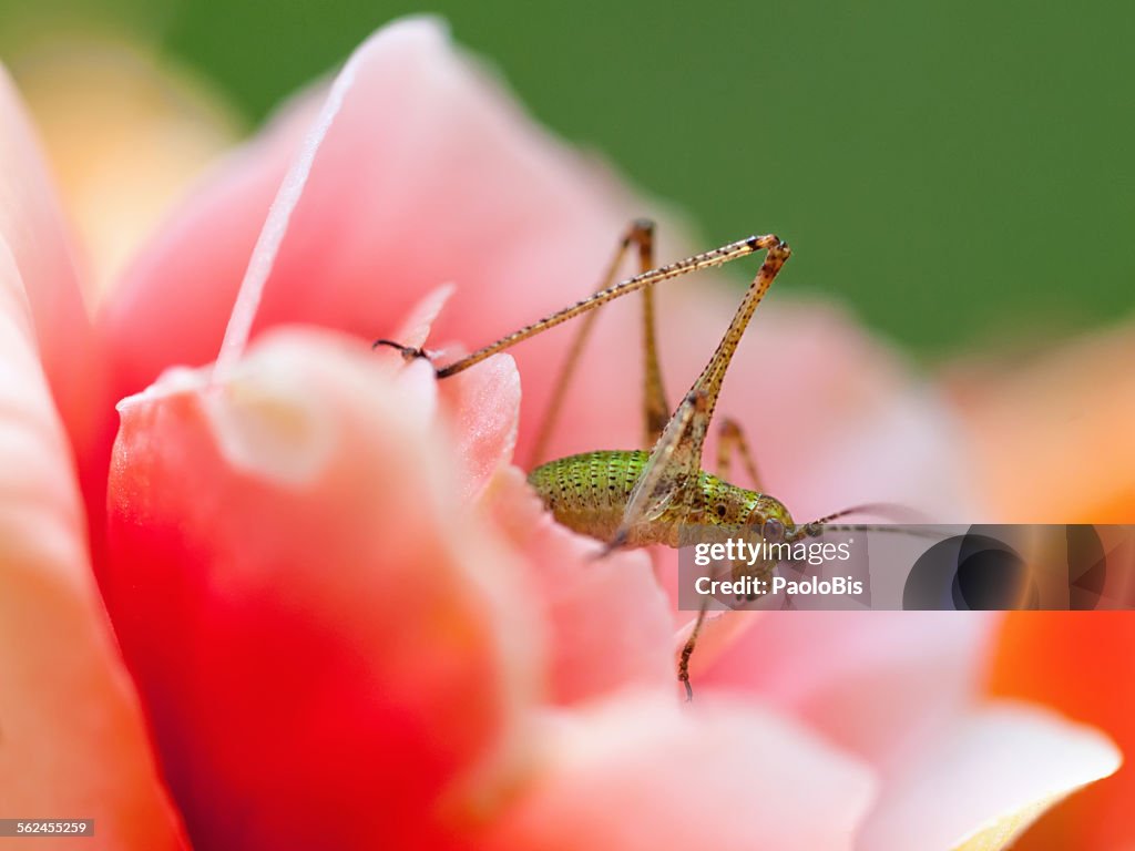 Close up of a grasshopper on a begonia flower