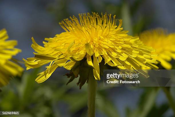 leontodon flower - leontodon stock pictures, royalty-free photos & images