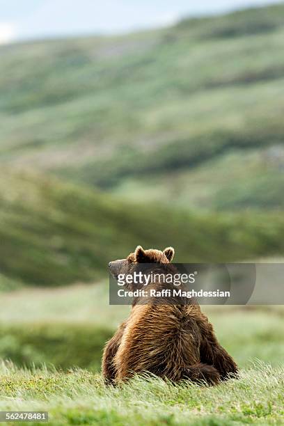 brown bear seated in a grass field - brown bear photos et images de collection