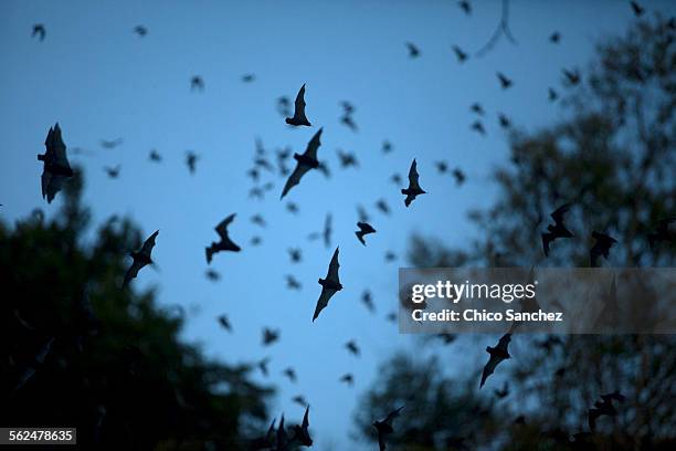 bats leave a cave in calakmul biosphere reserve, campeche state, yucatan peninsula, mexico - bats flying ストックフォトと画像