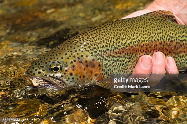 fly fishing patagonia, argentina - brown trout stock pictures, royalty-free photos & images