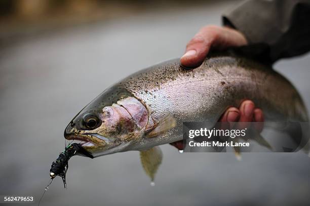 31 Rainbow Trout Bait Stock Photos, High-Res Pictures, and Images