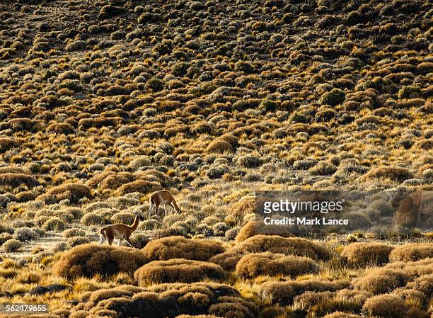 gaunaco grazing in patagonia, argentina - pampa stock-fotos und bilder