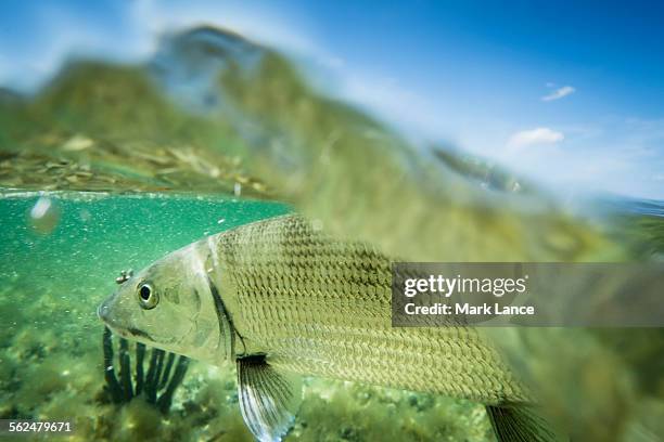 fly fishing in the bahamas - bone fish stock-fotos und bilder