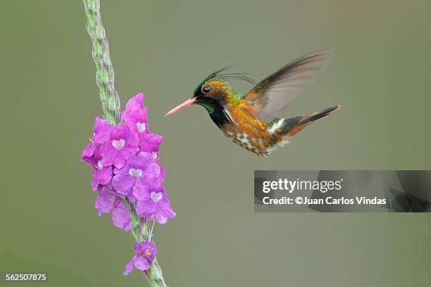 black-crested coquette hummingbird - black crested coquette foto e immagini stock