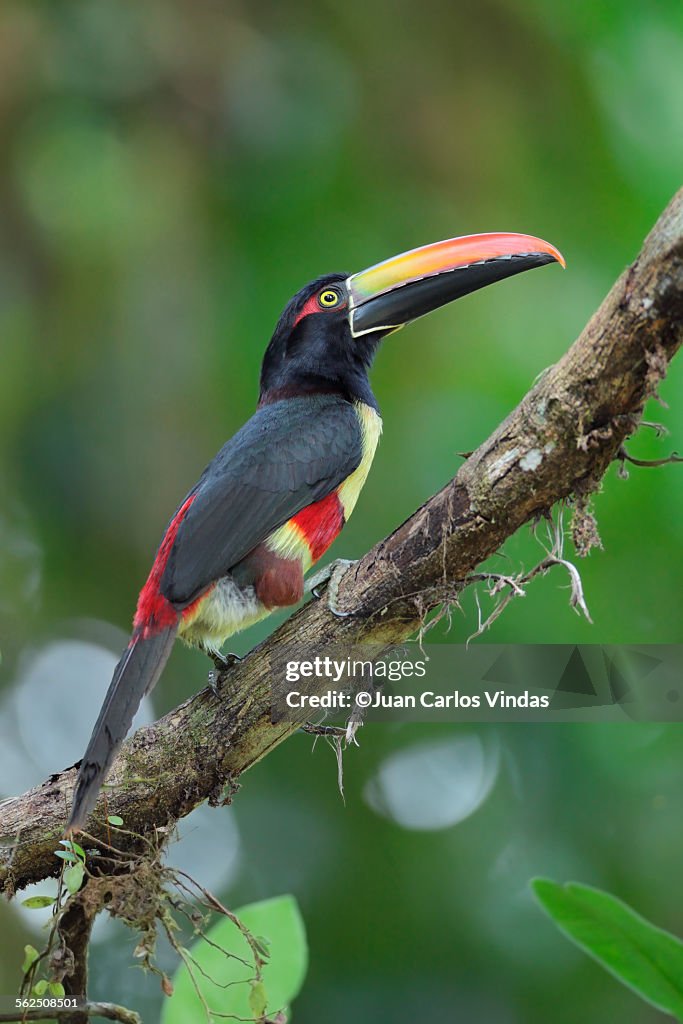 Fiery-billed Aracari