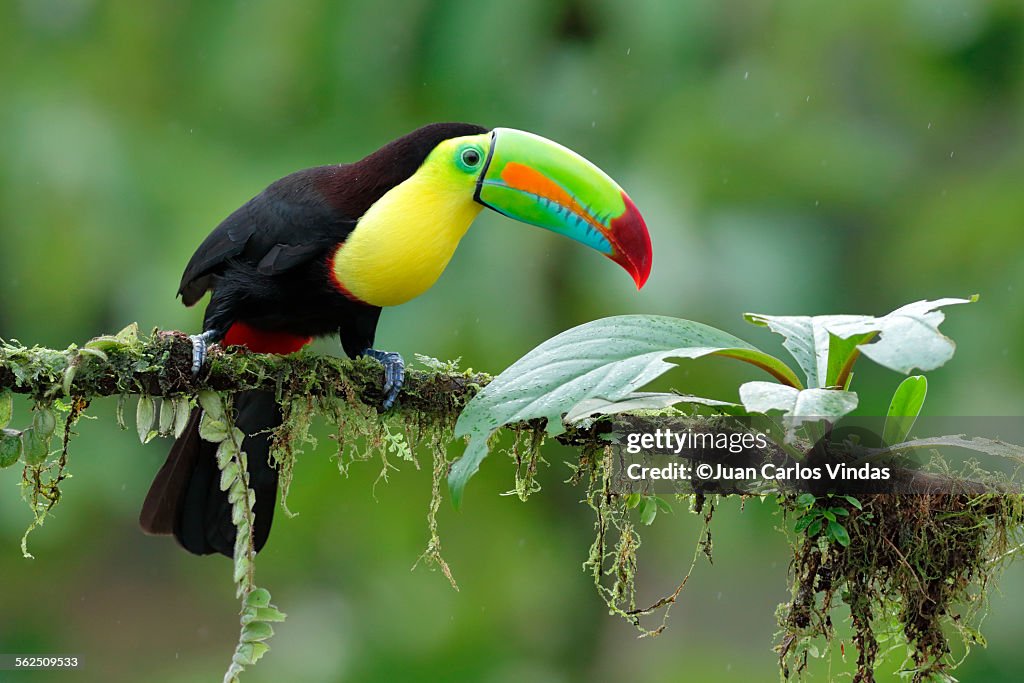 Keel-billed toucan