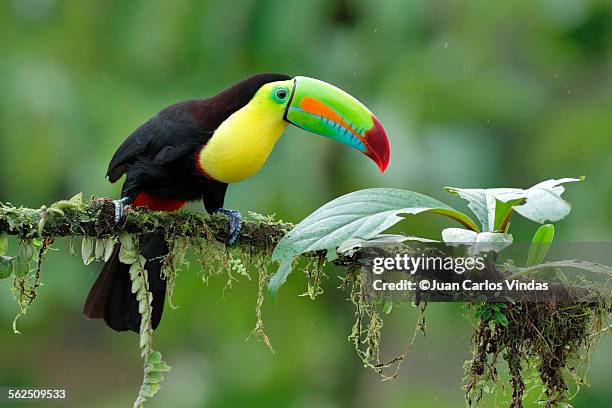 keel-billed toucan - costa rica stock pictures, royalty-free photos & images