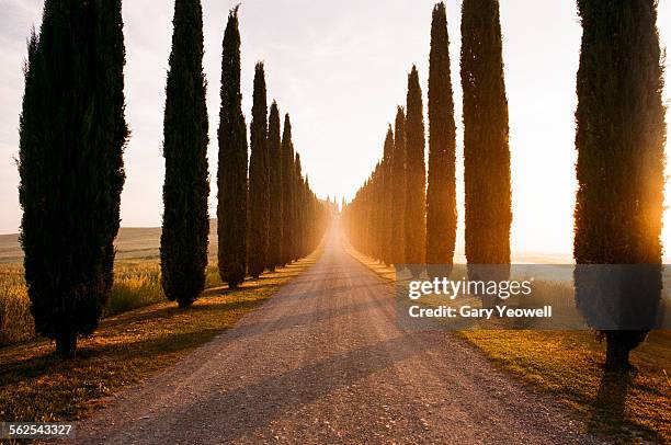 row of cypress trees and farmhouse at sunrise - cypress tree stock pictures, royalty-free photos & images