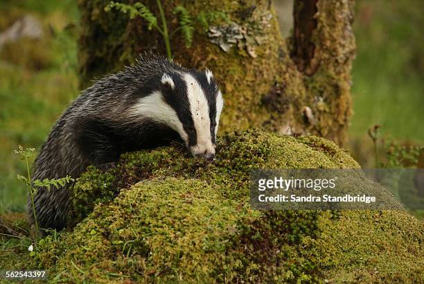 a badger looking for food - meles meles stock pictures, royalty-free photos & images