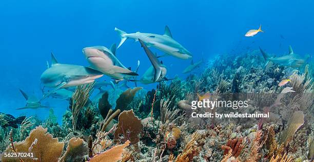 getting in each other's way - caribbean reef shark ストックフォトと画像