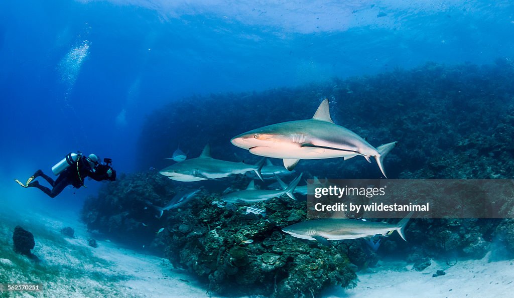 Filming the sharks