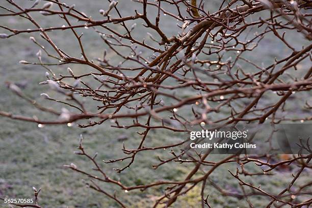 last of the winter - kathy shower imagens e fotografias de stock