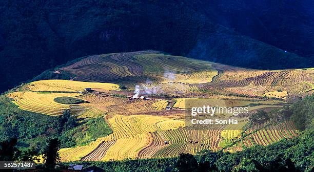 rice terraces on the mountain - wallis and futuna islands stock pictures, royalty-free photos & images