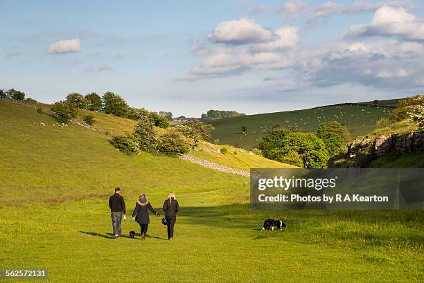 family dog walking in lathkill dale, monyash - derbyshire stock pictures, royalty-free photos & images