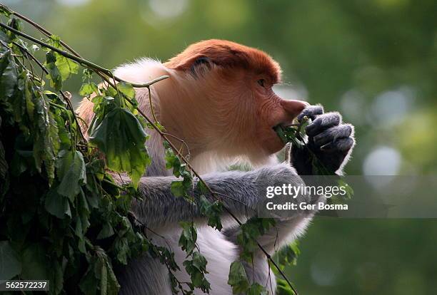 proboscis monkey breakfast - proboscis monkey stock pictures, royalty-free photos & images