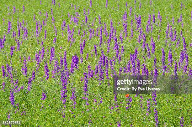 black adder flowers growing wild in soria - red hyssop stock pictures, royalty-free photos & images