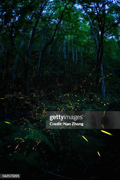 light dance - firefly stock pictures, royalty-free photos & images