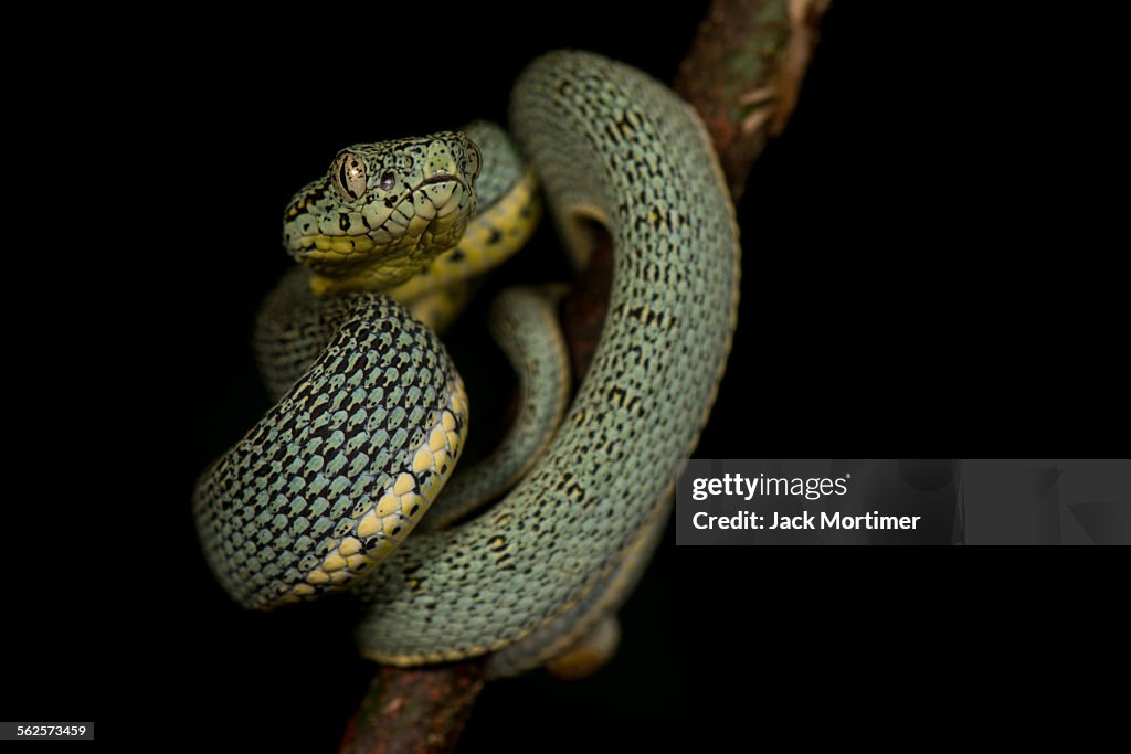 Amazonian palm viper, (Bothriopsis bilineata)