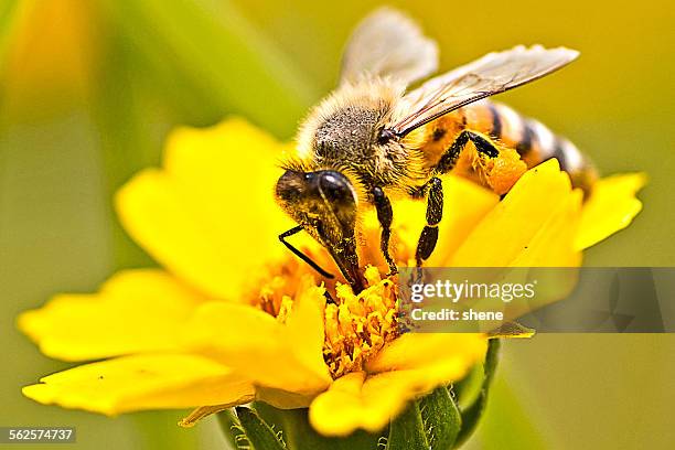 honeybee's feeding over the golden wave - corisperma fotografías e imágenes de stock