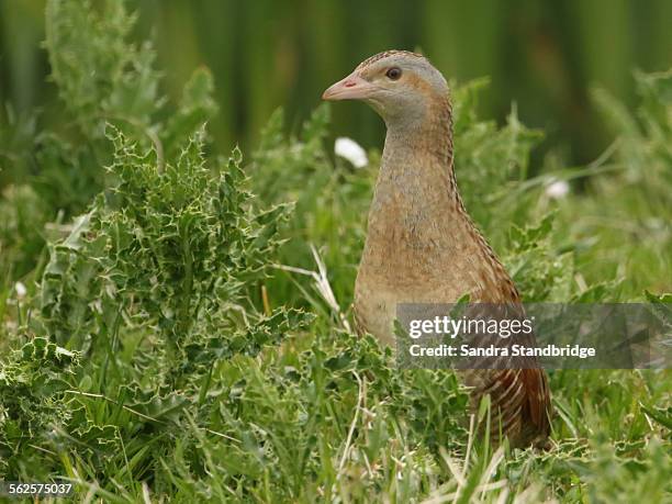 a portrait of a rare corncrake - corncrake stock pictures, royalty-free photos & images