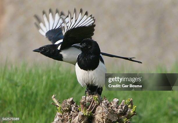 magpie duo - ekster stockfoto's en -beelden