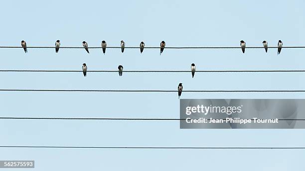 birds on parallel wires - notenlinien stock-fotos und bilder