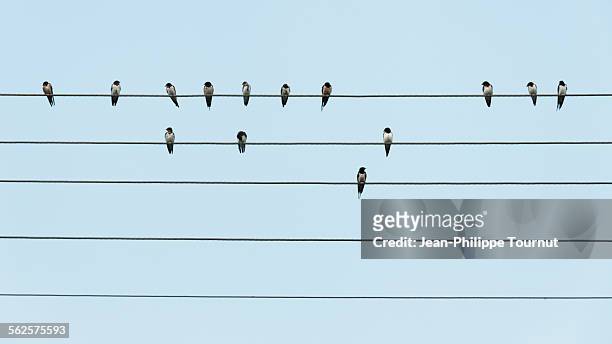 birds on parallel wires - paralelo - fotografias e filmes do acervo