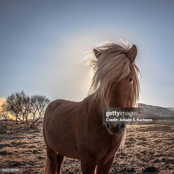 sunset, horse - icelandic horse stock pictures, royalty-free photos & images