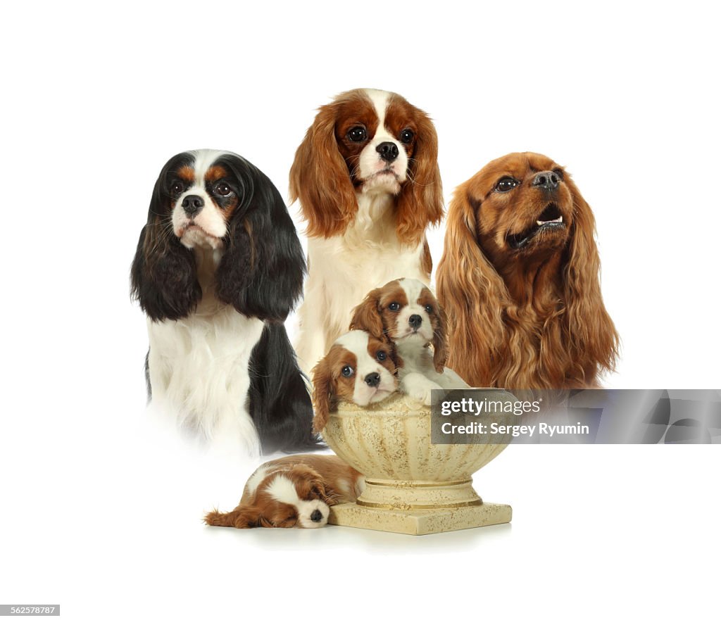 Cavalier King Charles Spaniels on a white