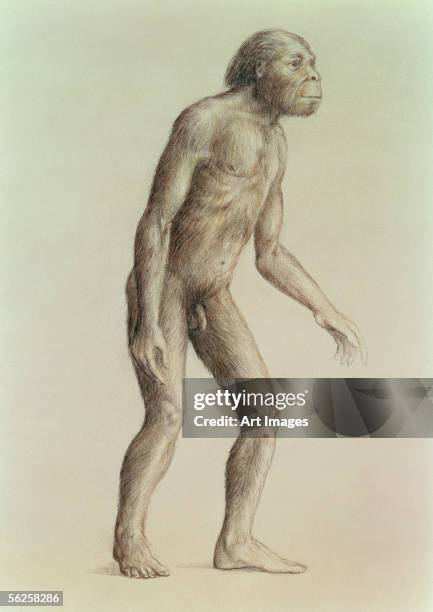 Australopithecus Africanus