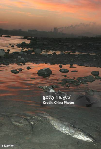 Dead fish float on the polluted Songhua River, caused by raw sewage emitted after an explosion at Jilin Petroleum and Chemical Company nearby on...