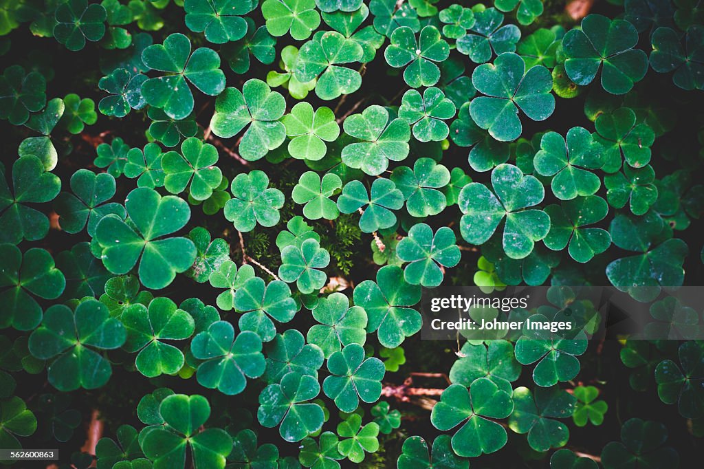 Wood-sorrel, full frame